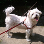 롬돌프님의 프로필 이미지