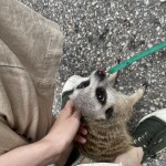 미어캣님의 프로필 이미지