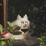 와인잔멍멍이님의 프로필 이미지