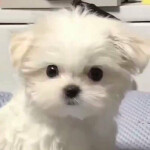 토끼내놔님의 프로필 이미지